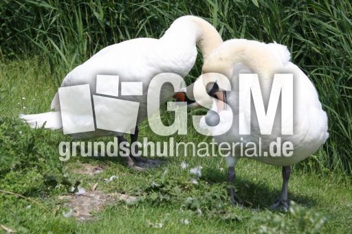 Höckerschwan_9916.jpg